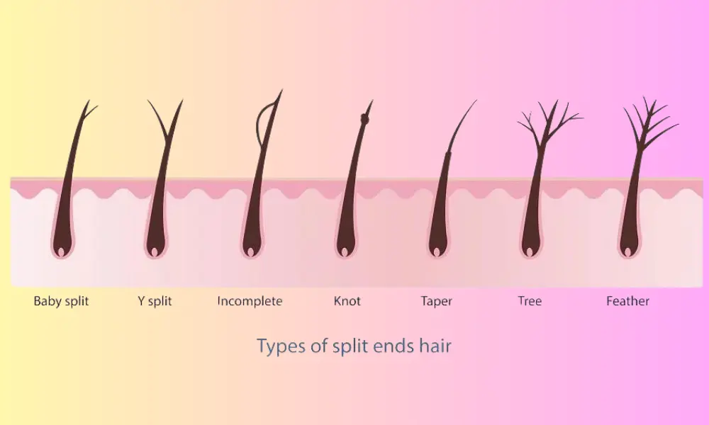 types of split end