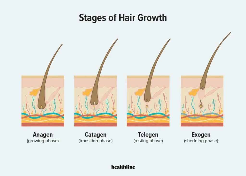 hair growth cycle