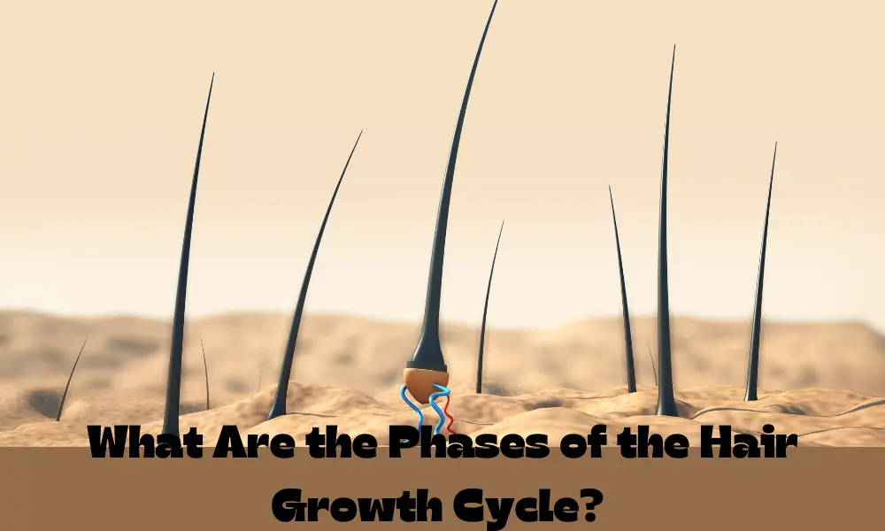 What Are the Key Phases of the Hair Growth Cycle?