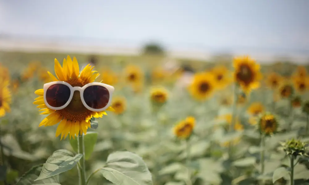 "Does Hair Grow Faster in Summer? The Surprising Truth!"