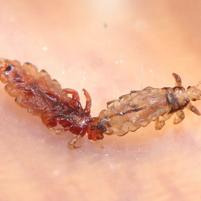 TWO LICE ON SKIN