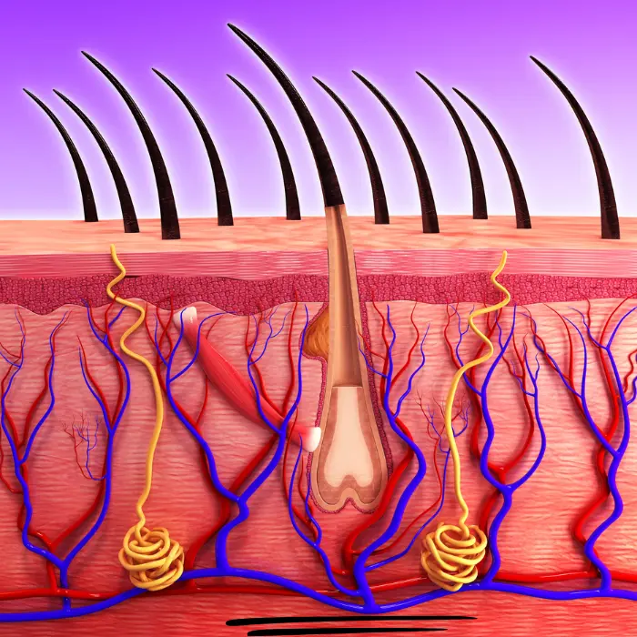 The structure of the hair follicle is a thing that will define the hair texture.