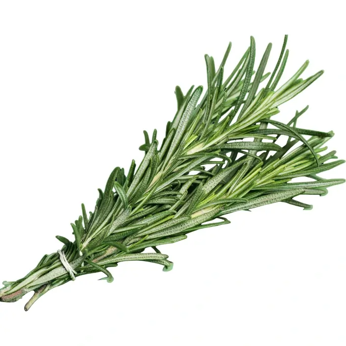 Rosemary Oil in Hair Care