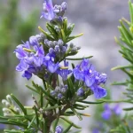 Why Rosemary Oil is Good for Hair