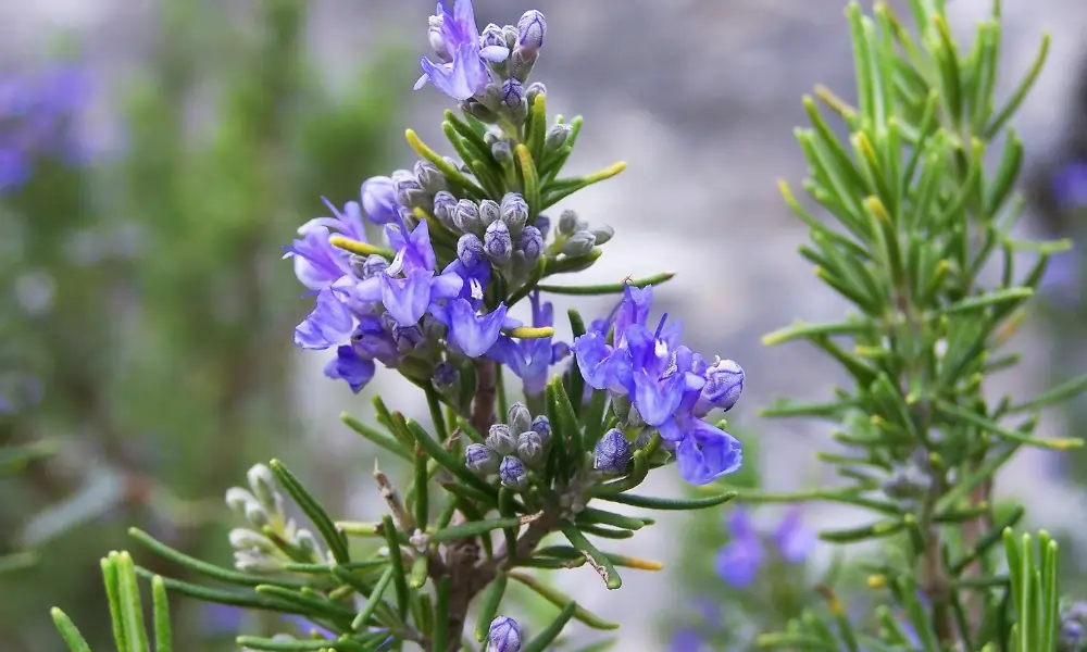 Why Rosemary Oil is Good for Hair